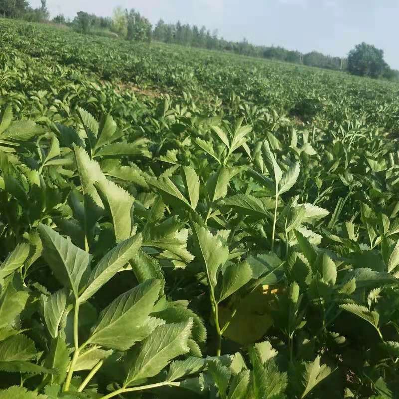 白术种植技术